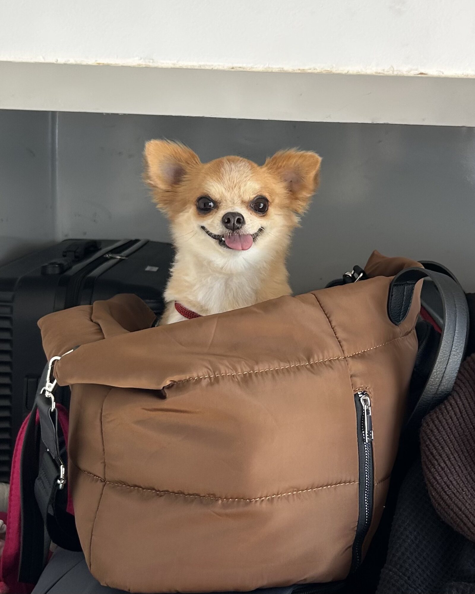 Dog available for authentic pet brand UGC content