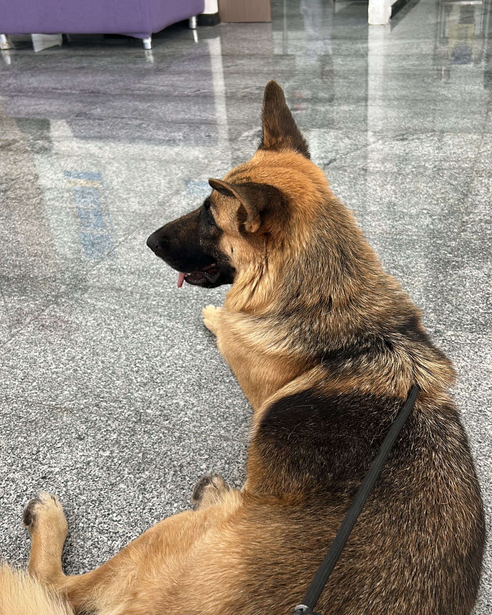 Dog lifestyle content option for pet brands
